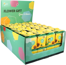Buzzy Flower Gift (48x) Sonnenblume - Helianthus (Display 48x)