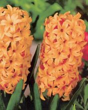 Hyazinthe Gipsy Queen - Hyacinthus