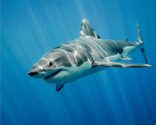 Malen nach Zahlen - Großer weißer Hai, ohne Rahmen