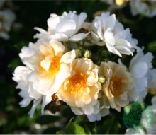 Rosor Fylld Honungsros Hybrida Barrot Omnia Garden