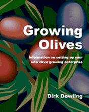 Growing Olives: Information On Setting Up Your Own Olive Growing Enterprise