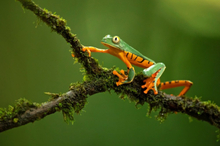 Splendid Leaf Frog Poster